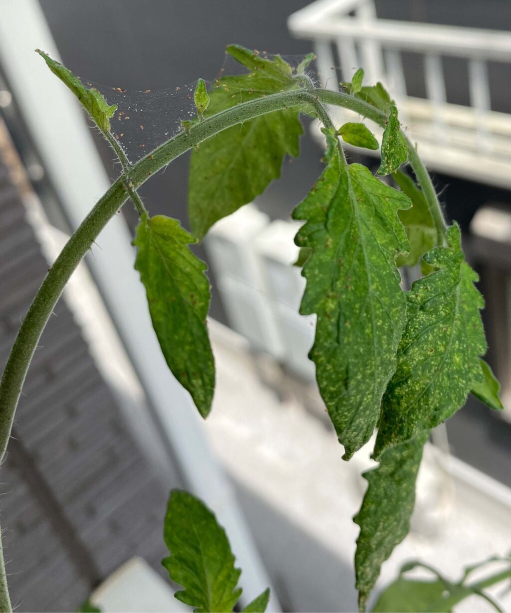 ミニトマトの葉についているハダニ