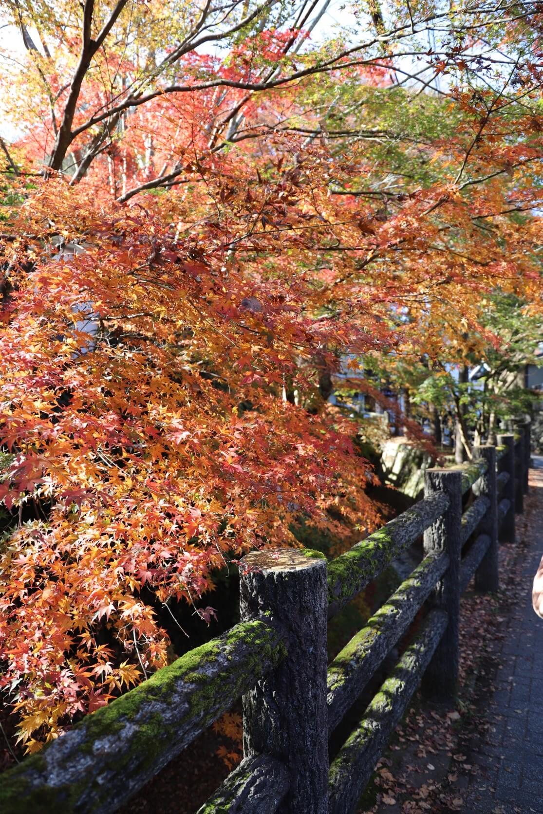 高尾山の紅葉の写真